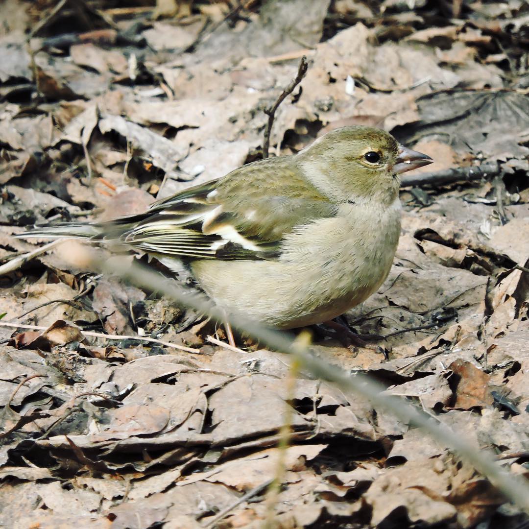 Chaffinch 15