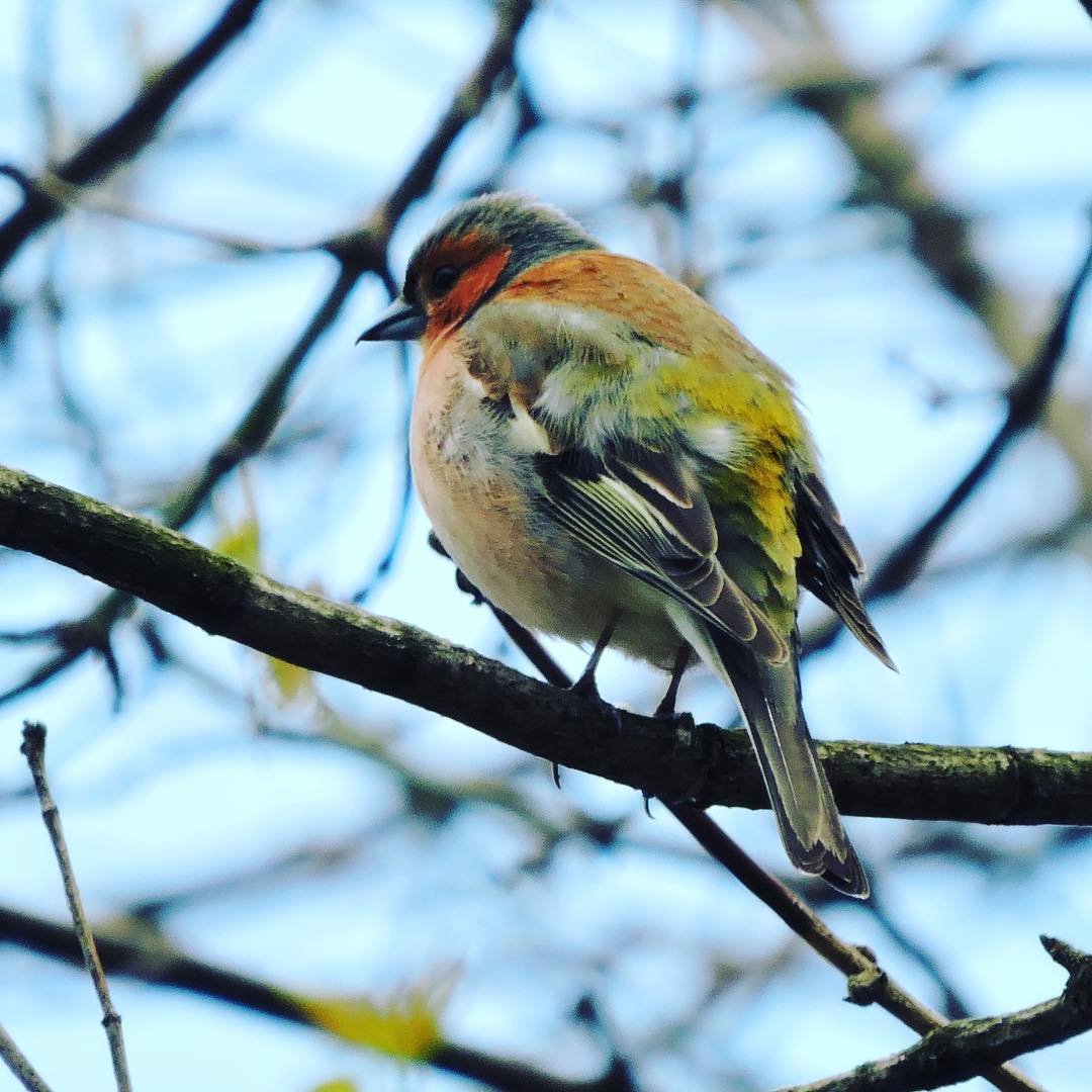 Chaffinch 17