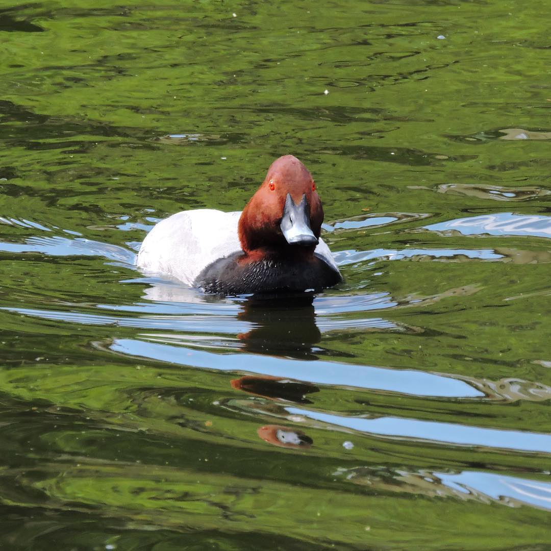 Common Pochard 1