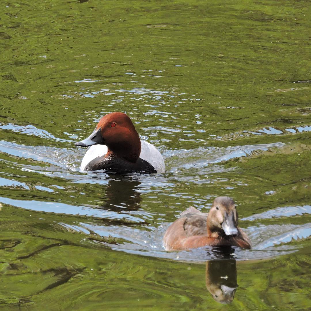 Common Pochard 2