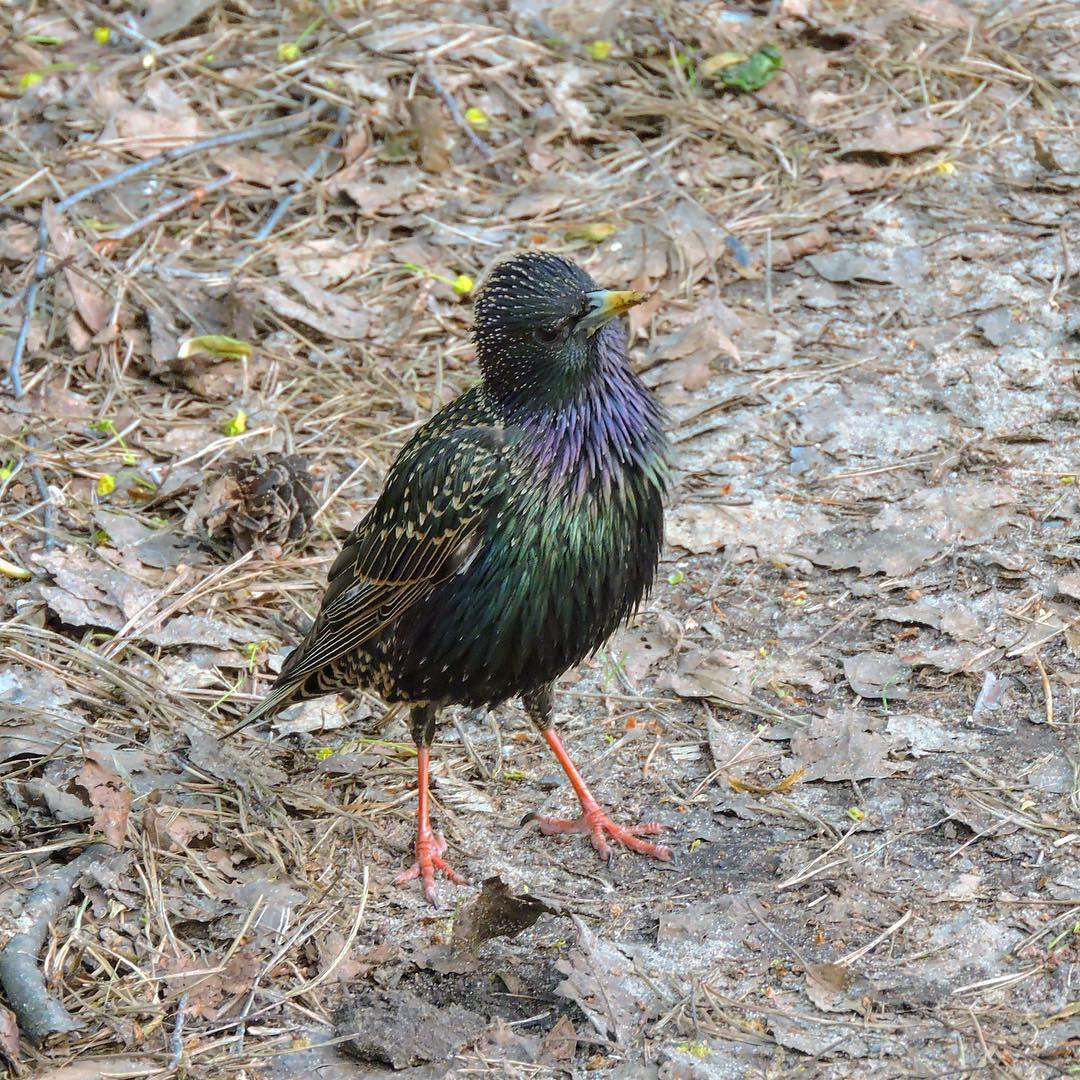 Common Starling 10