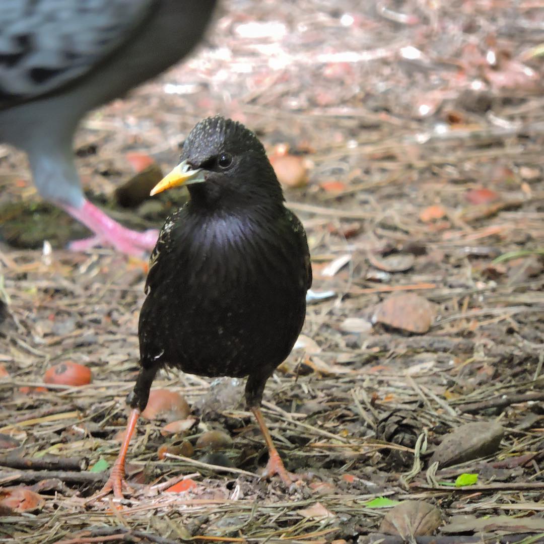 Common Starling 12