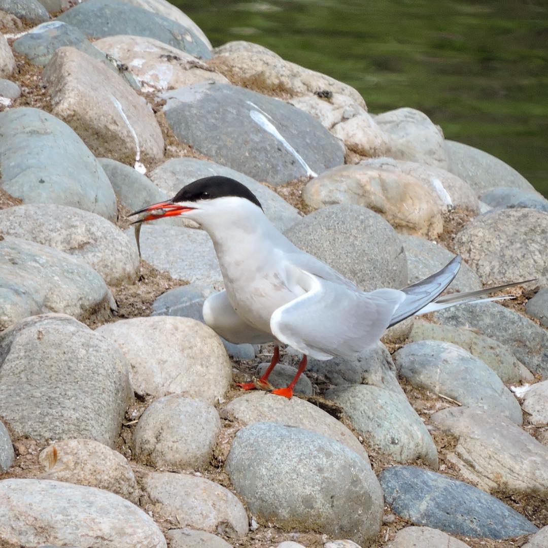 Common Tern 1