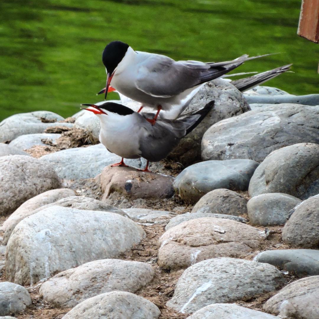 Common tern