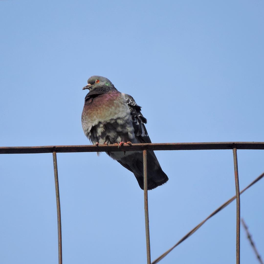 Domestic Pigeon 4