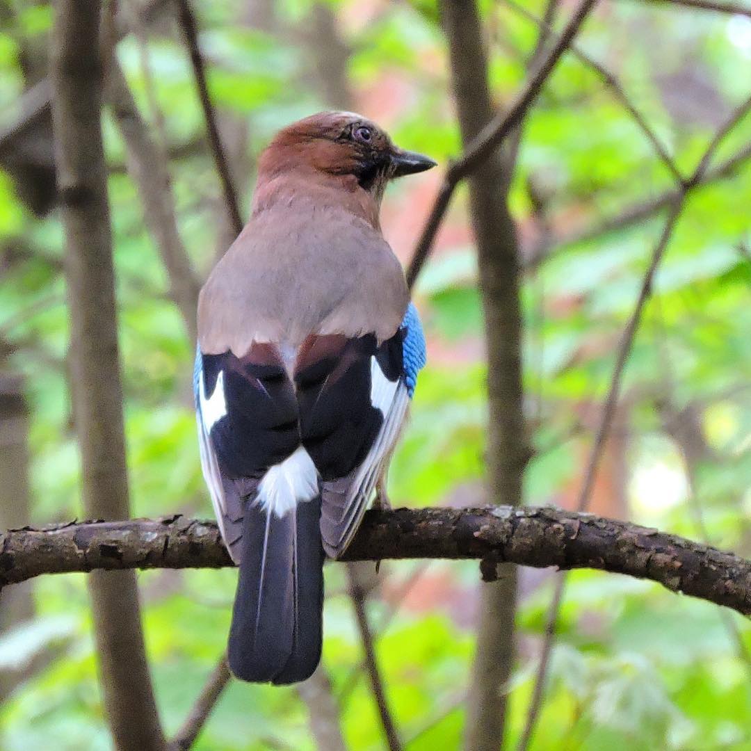 Eurasian Jay 2