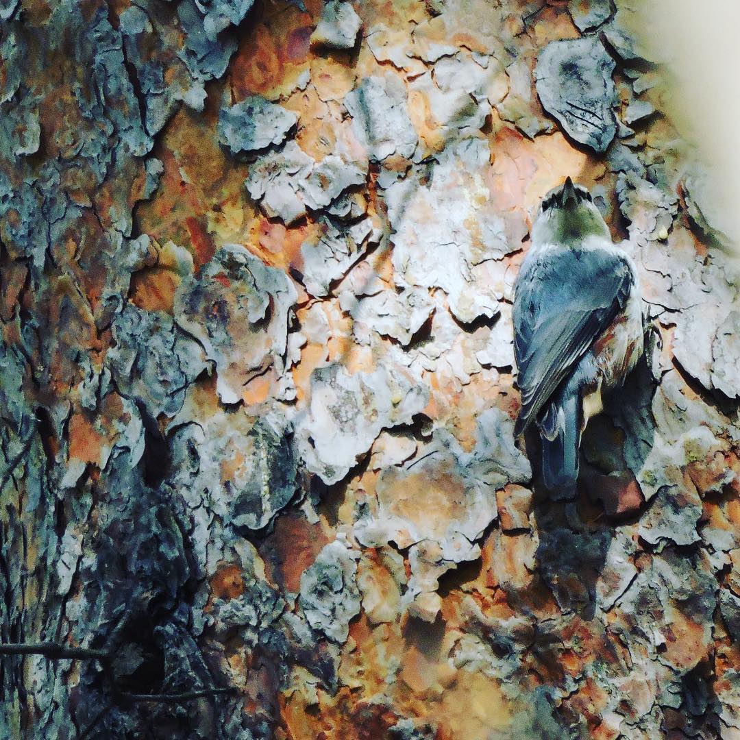 Eurasian Nuthatch 4