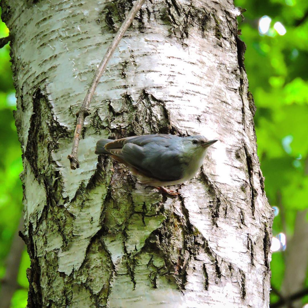 Eurasian Nuthatch 5