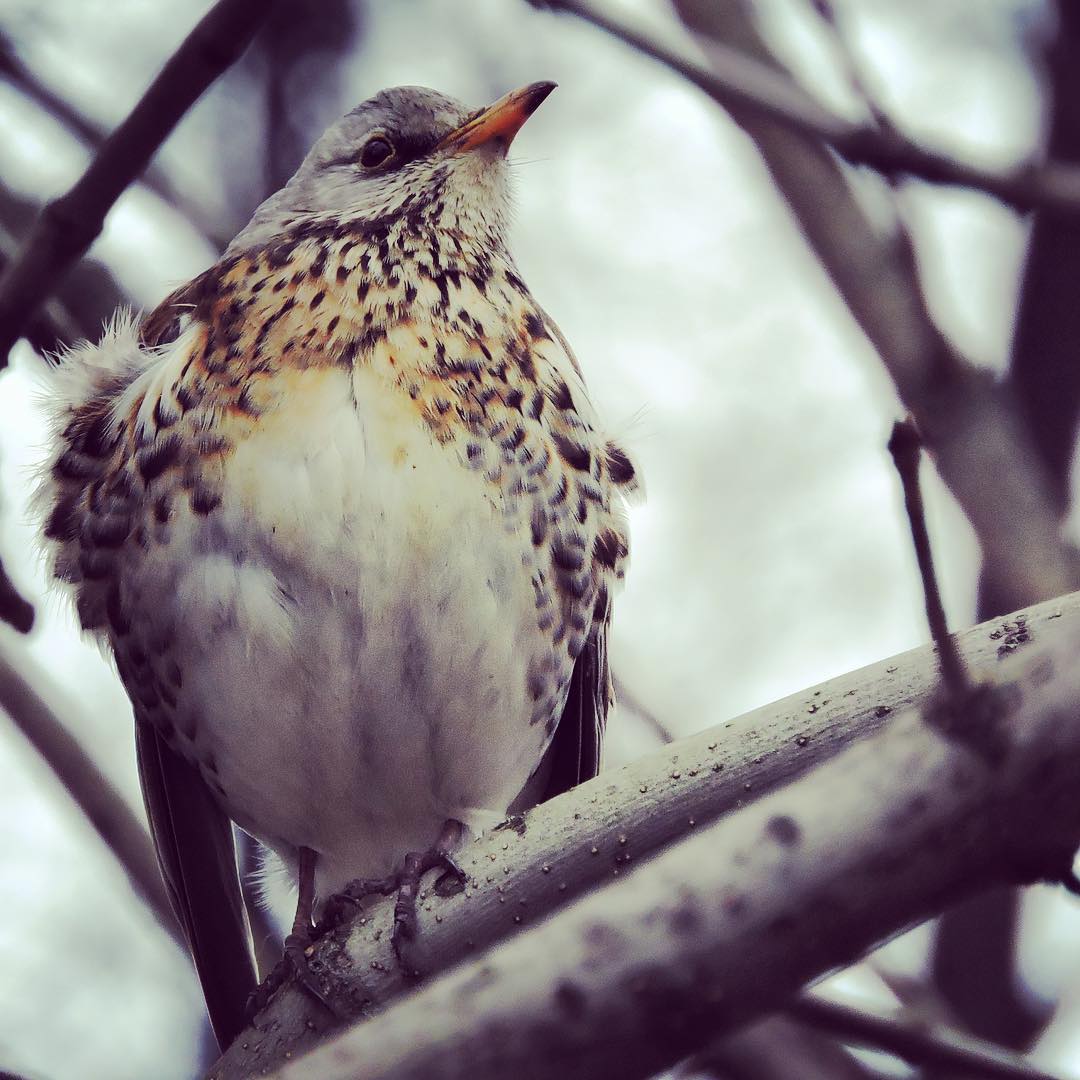 Fieldfare 16
