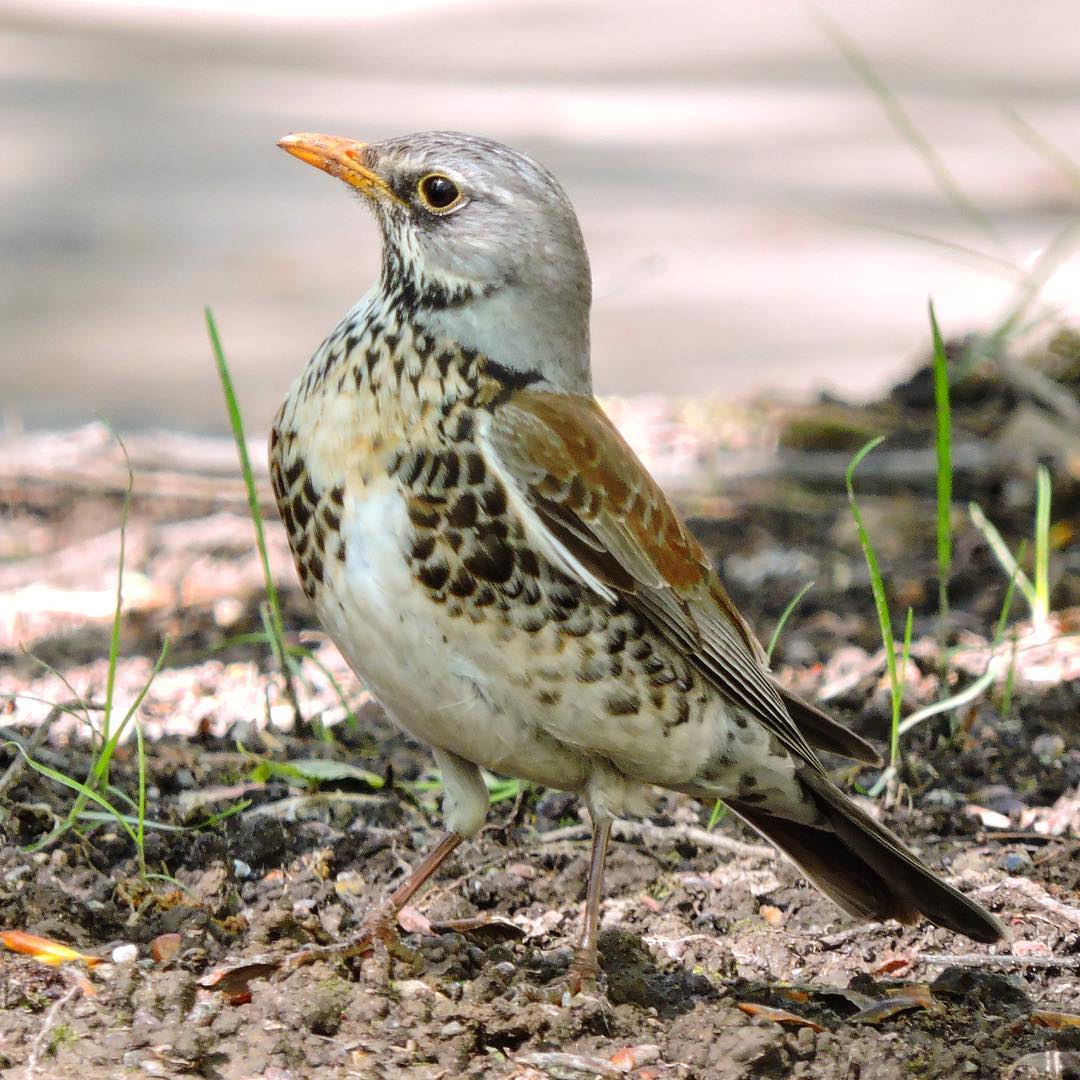 Fieldfare 17