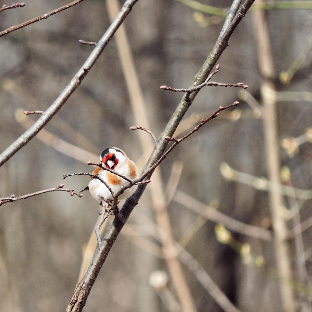 Goldfinch 4