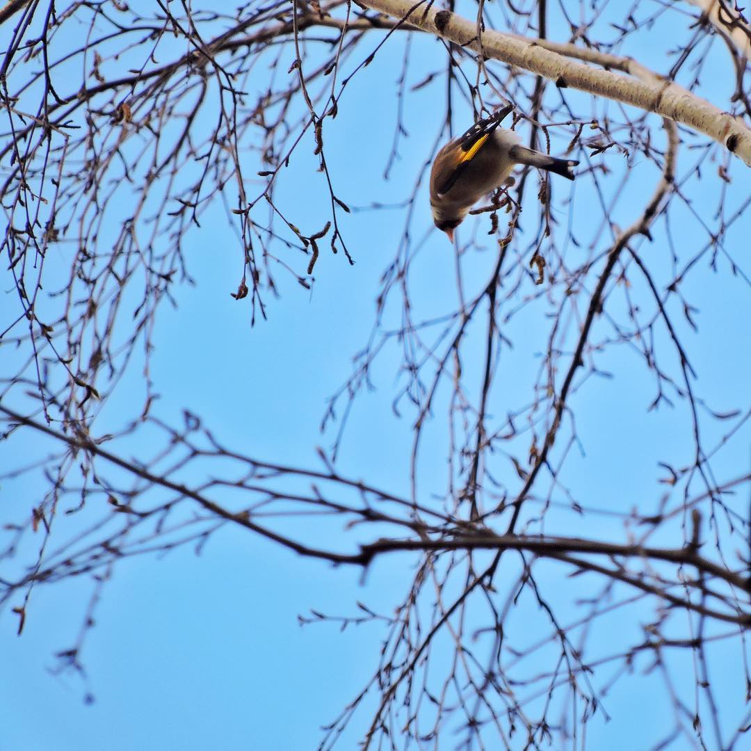 Goldfinch 5