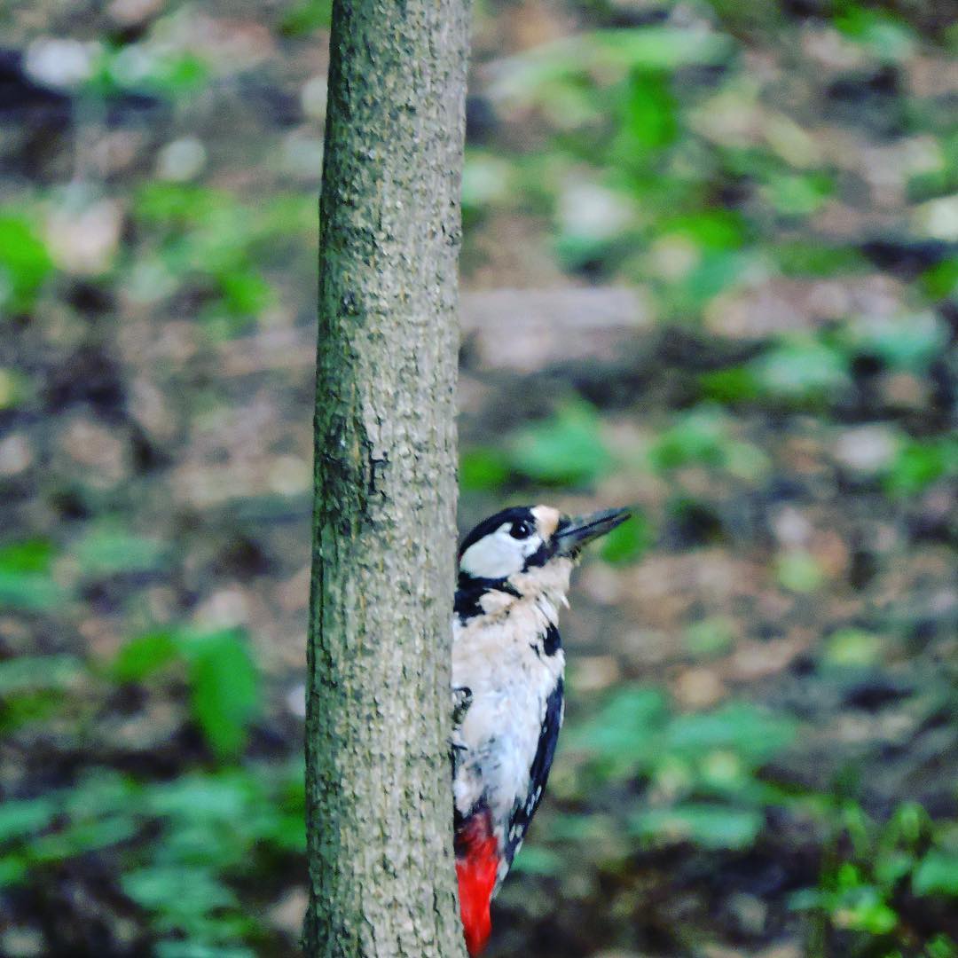 Great Spotted Woodpecker 7