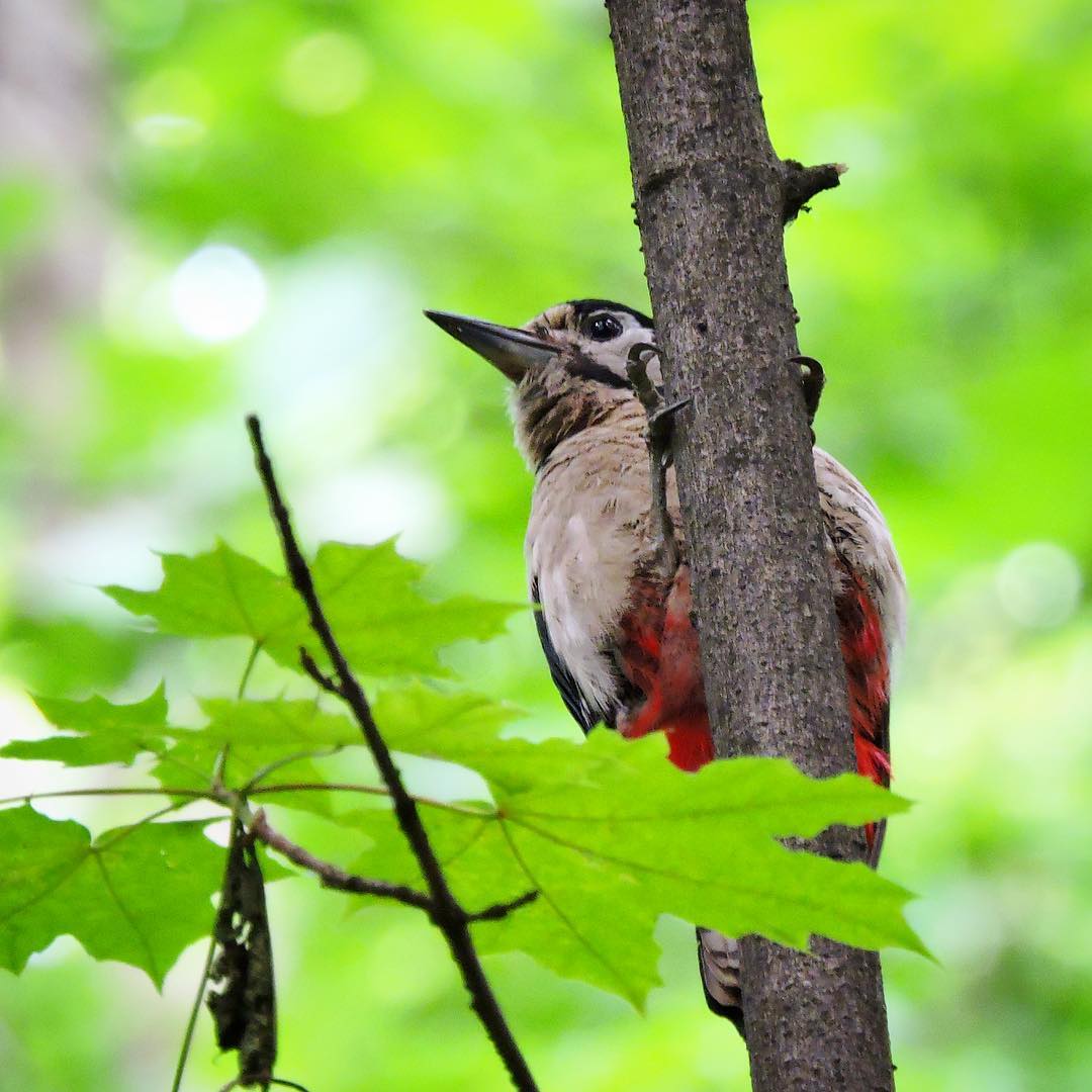 Great Spotted Woodpecker 8