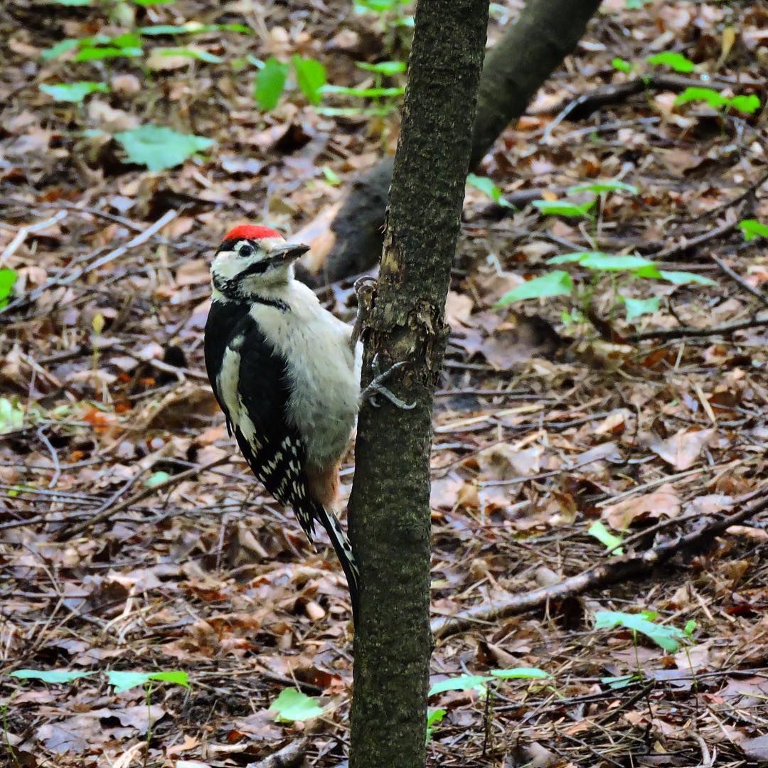 Great Spotted Woodpecker 9