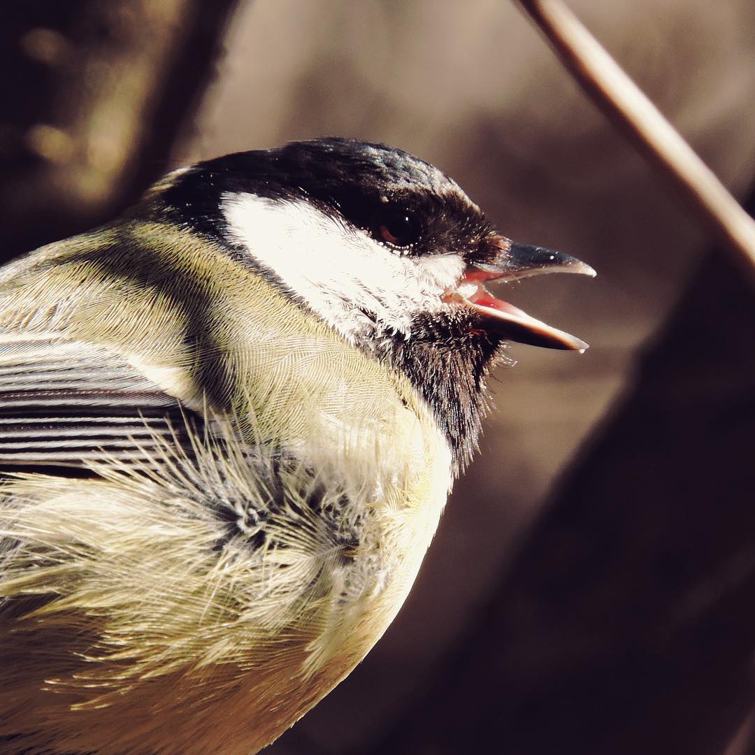 Great Tit 13