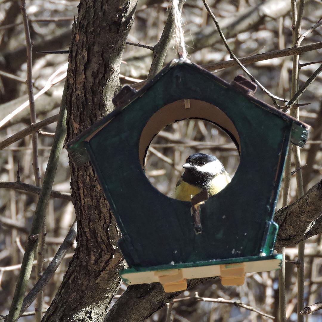 Great Tit 14