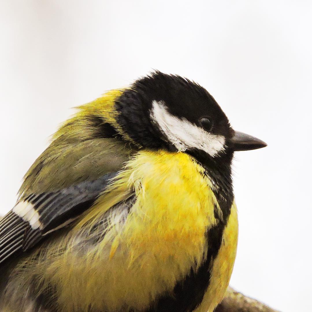 Great Tit 15