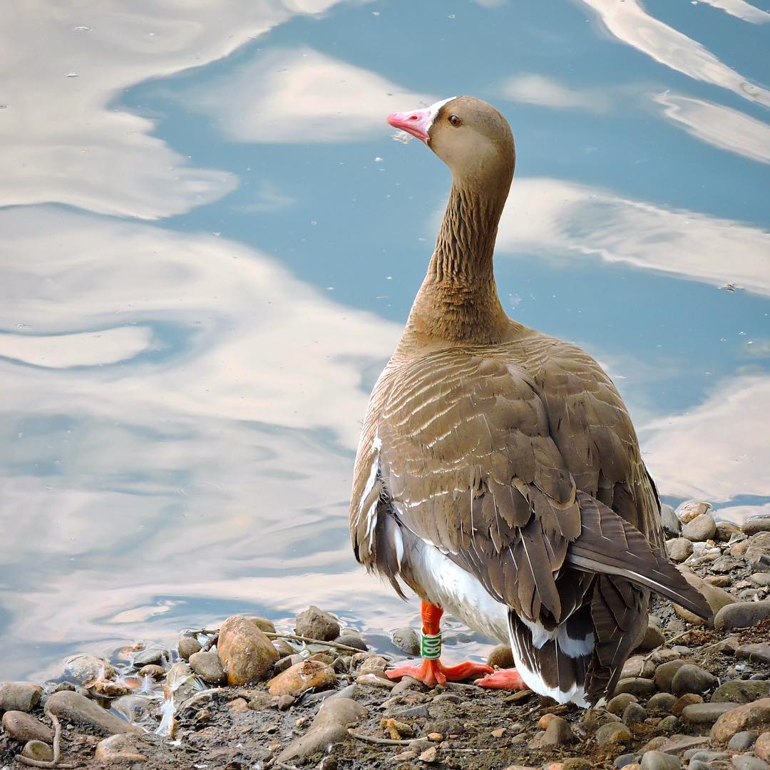 Greater White Fronted Goose 1