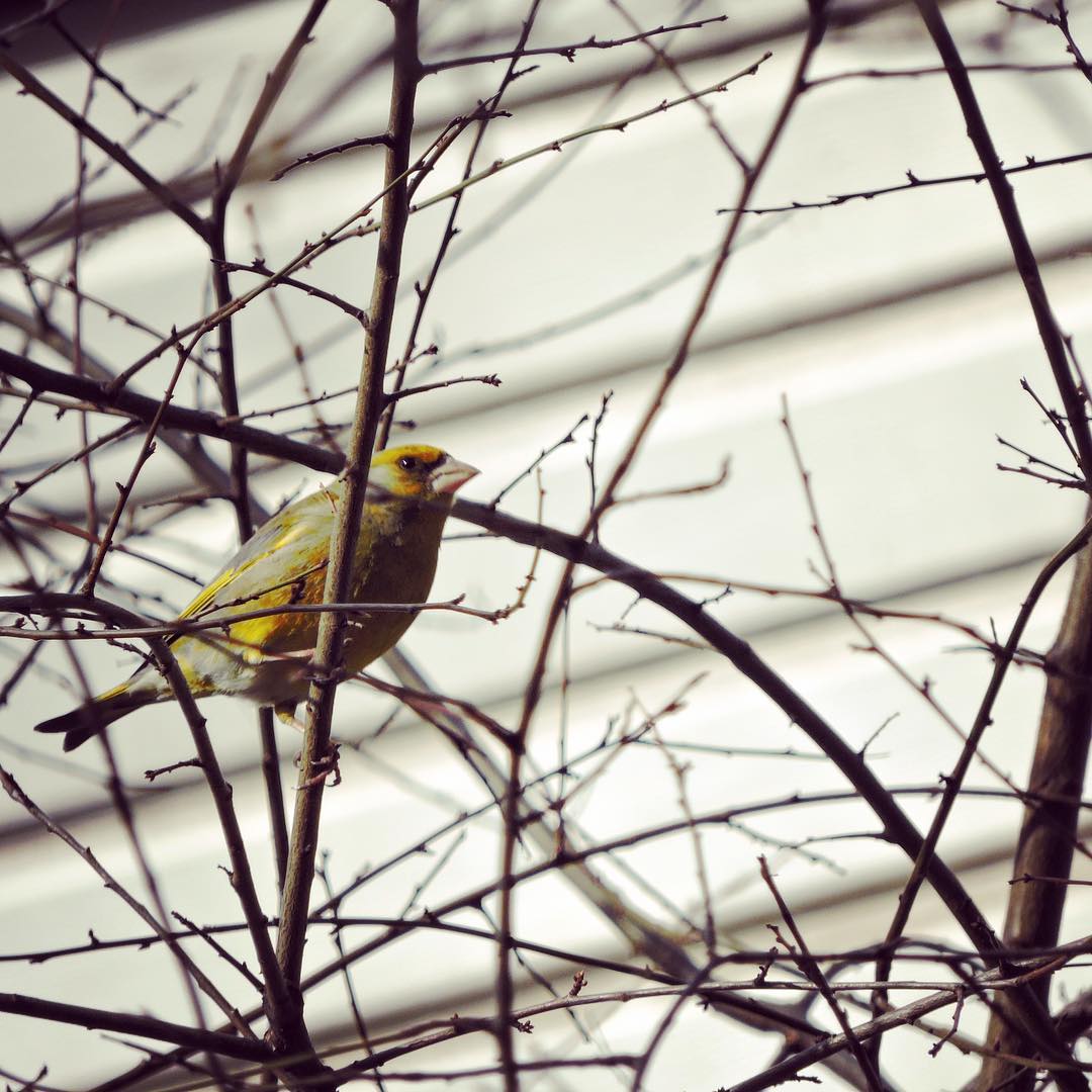 Greenfinch 9