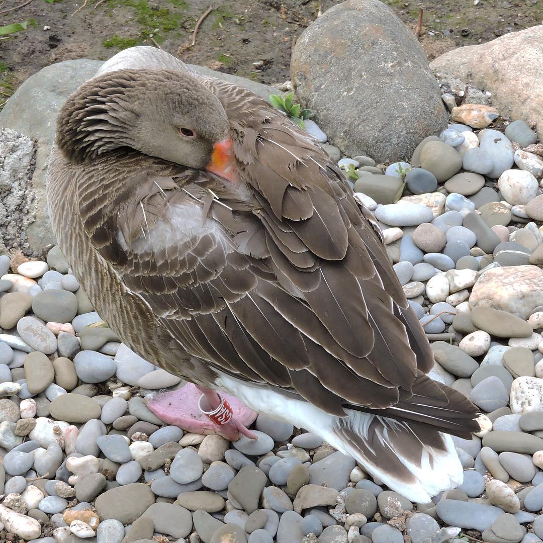 Greylag Goose 1