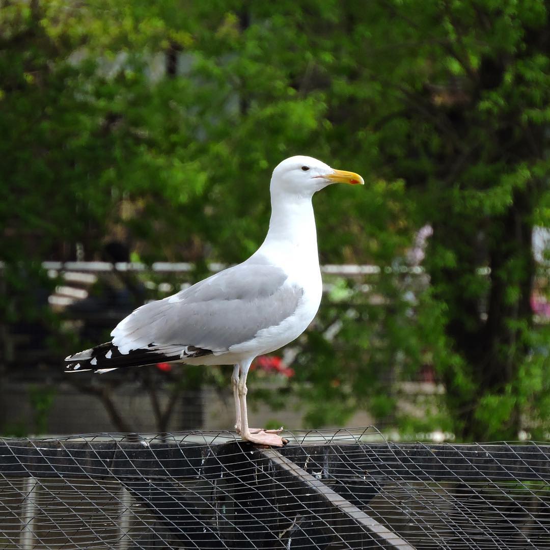 Herring Gull 2