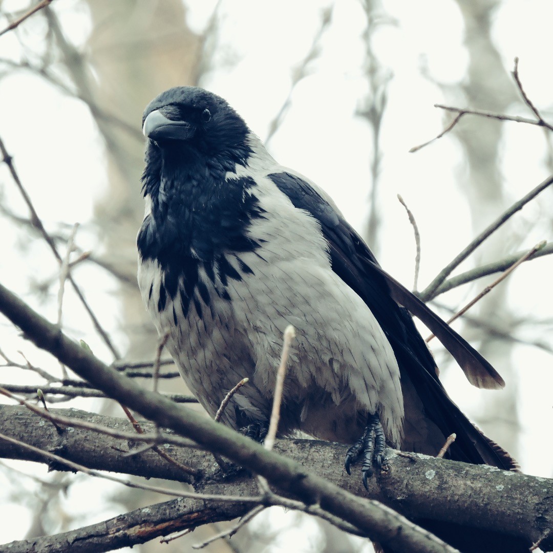 Hooded Crow 15