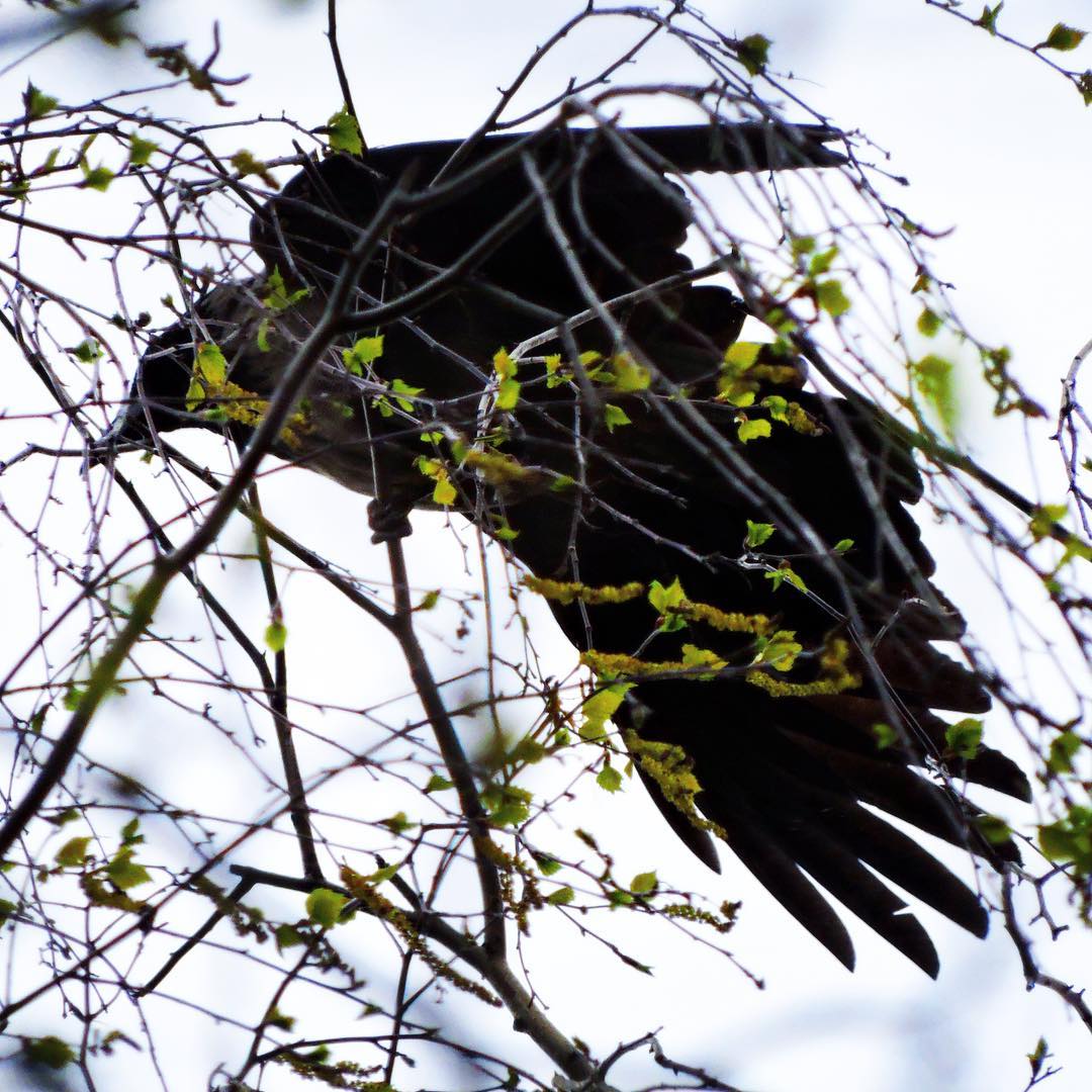 Hooded Crow 16