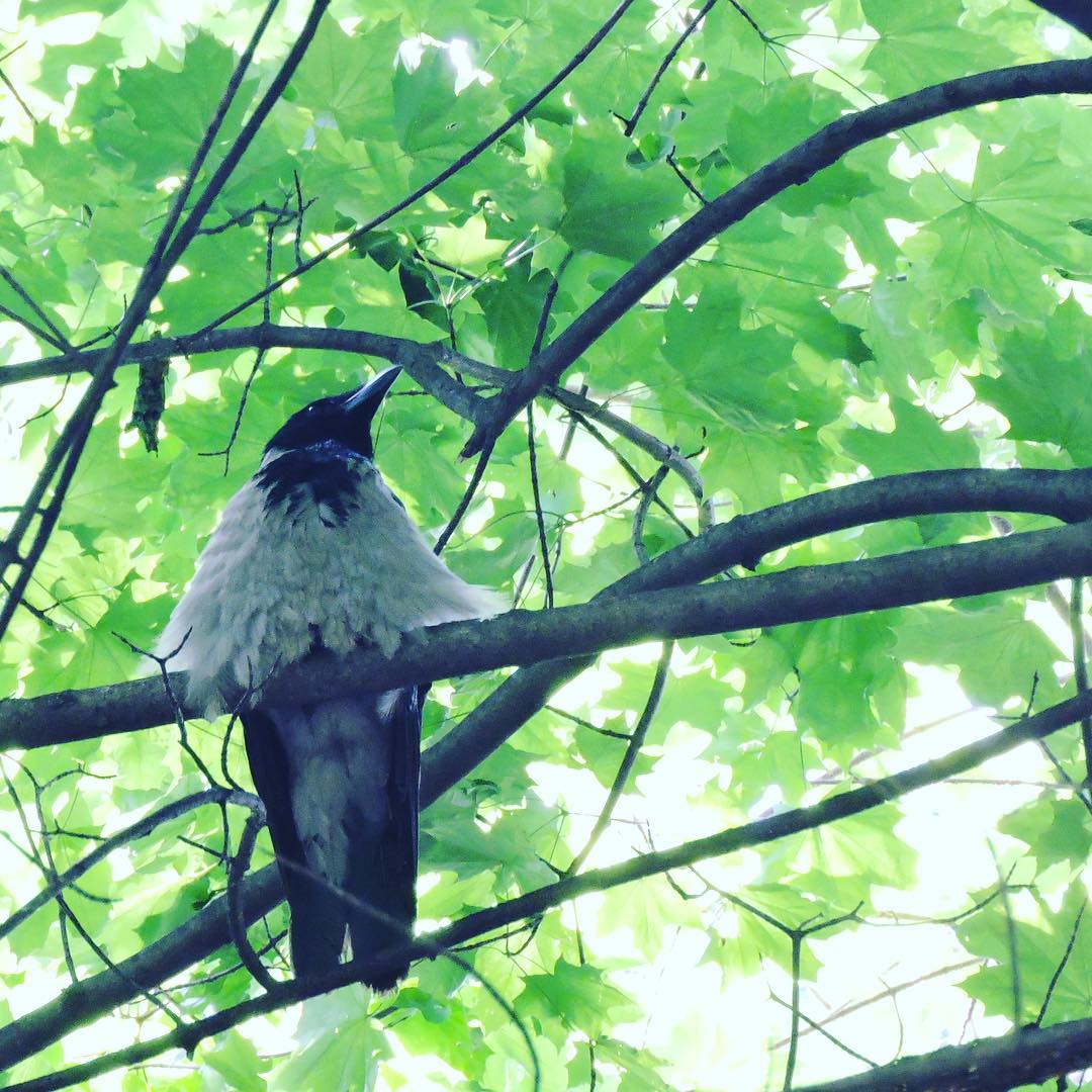 Hooded Crow 19