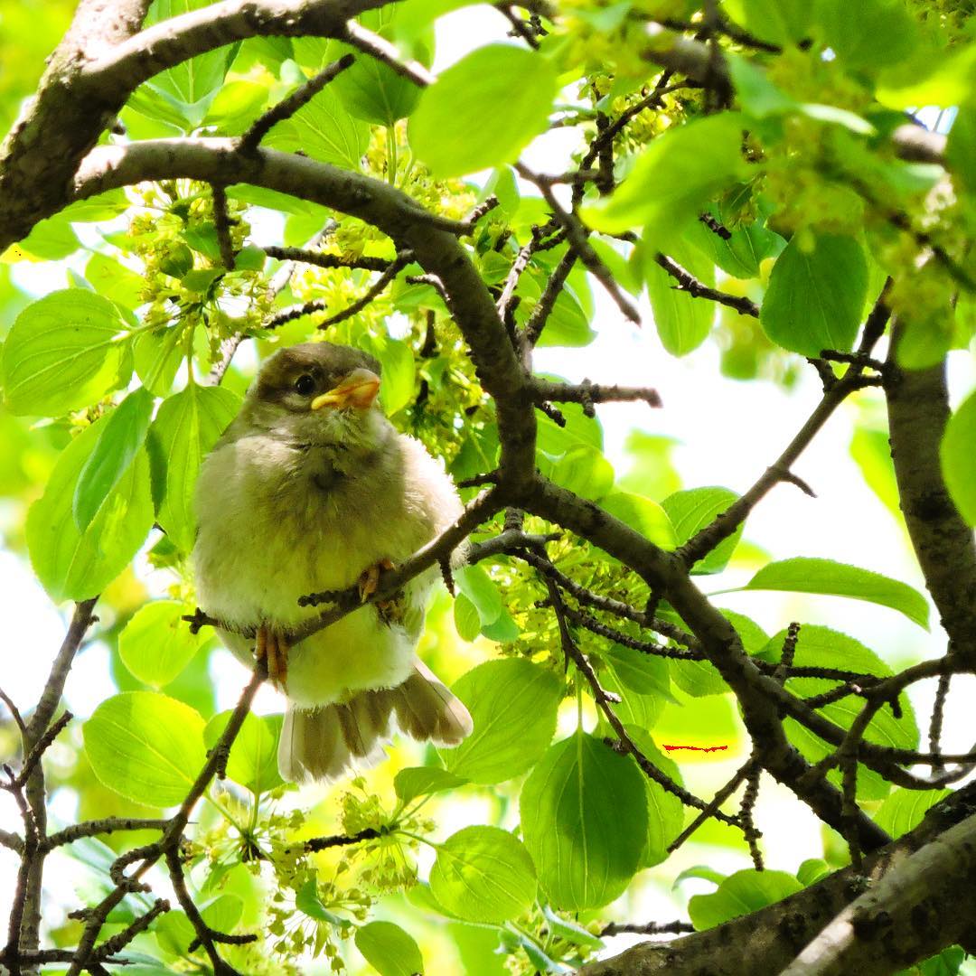 House Sparrow 13