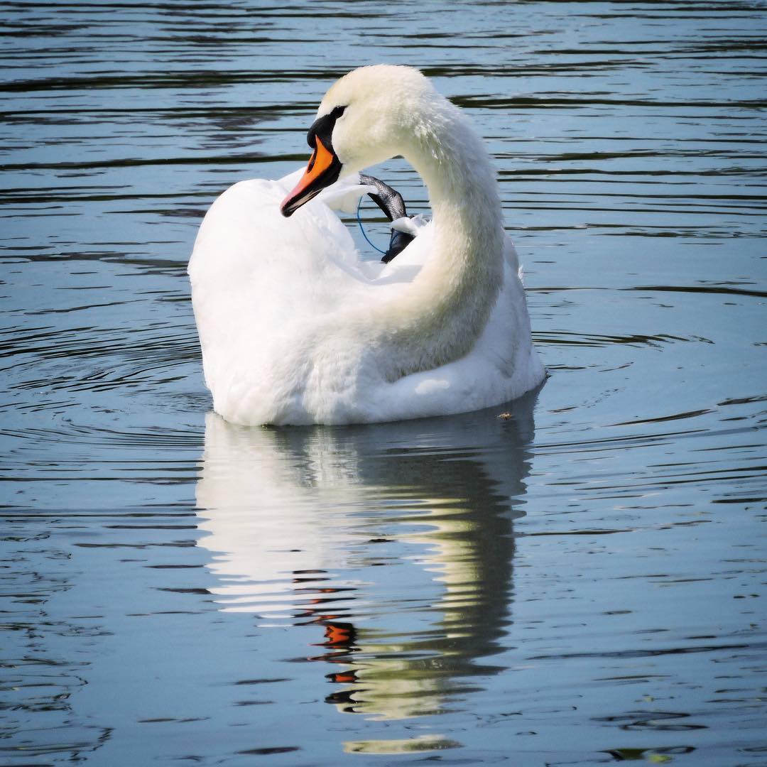 Mute swan