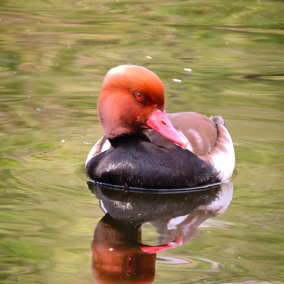 Red Crested Pochard 1