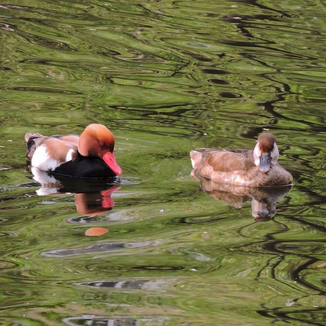 Red-crested pochard