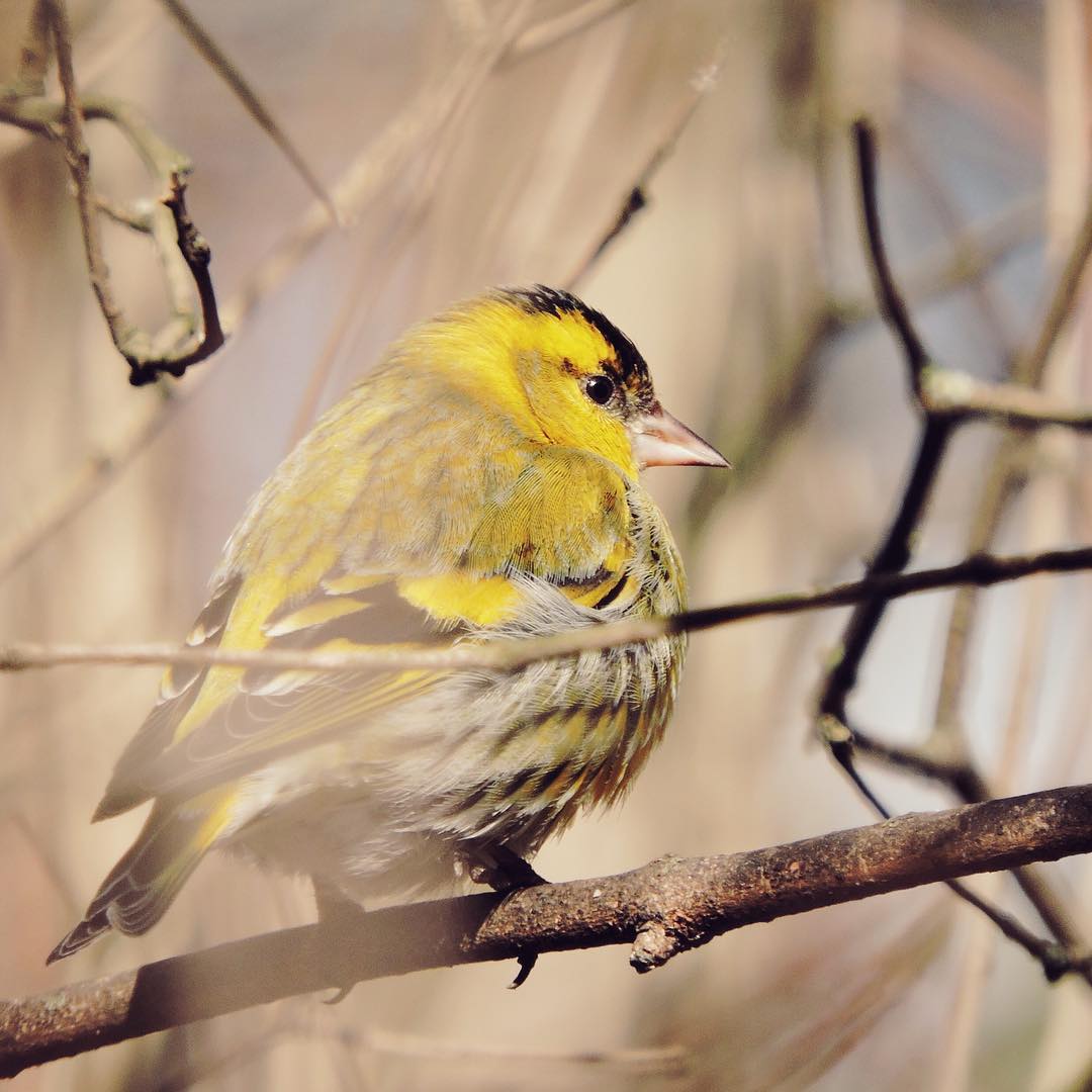 Siskin 1