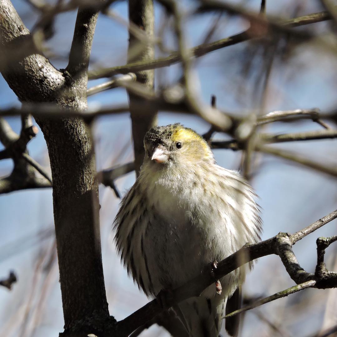 Siskin 2