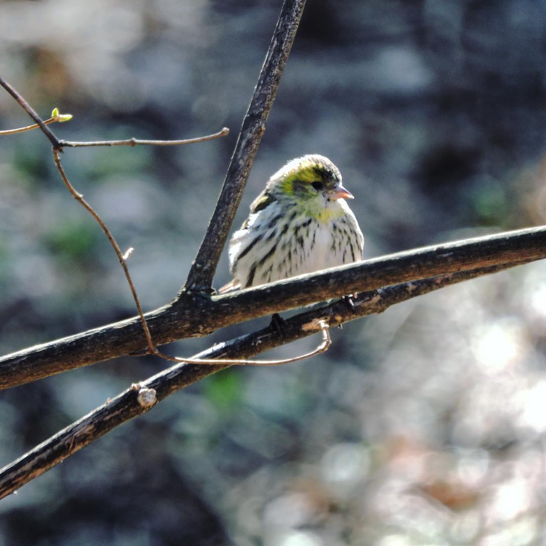 Siskin 3