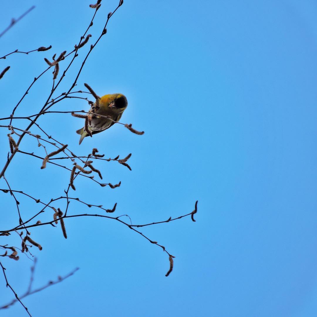 Siskin