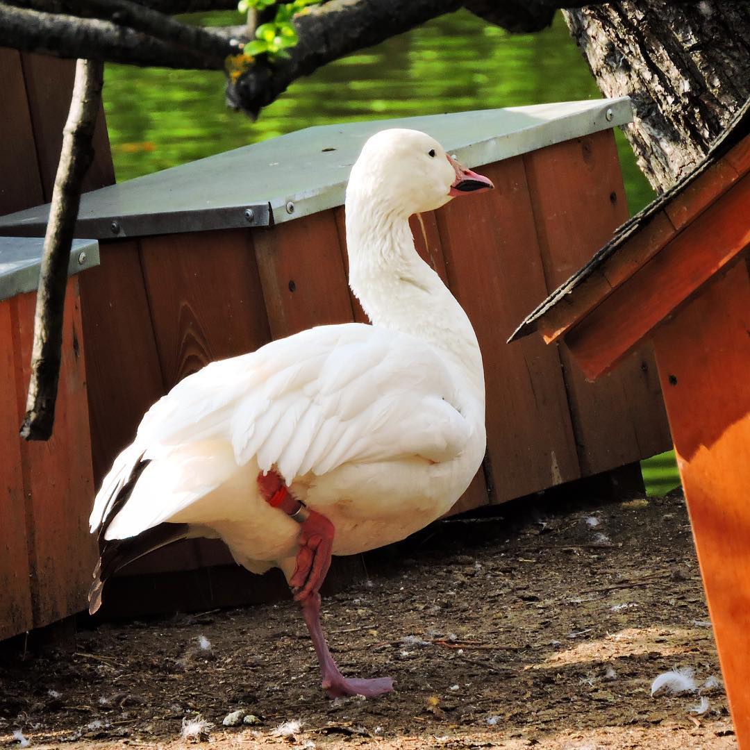 Snow goose