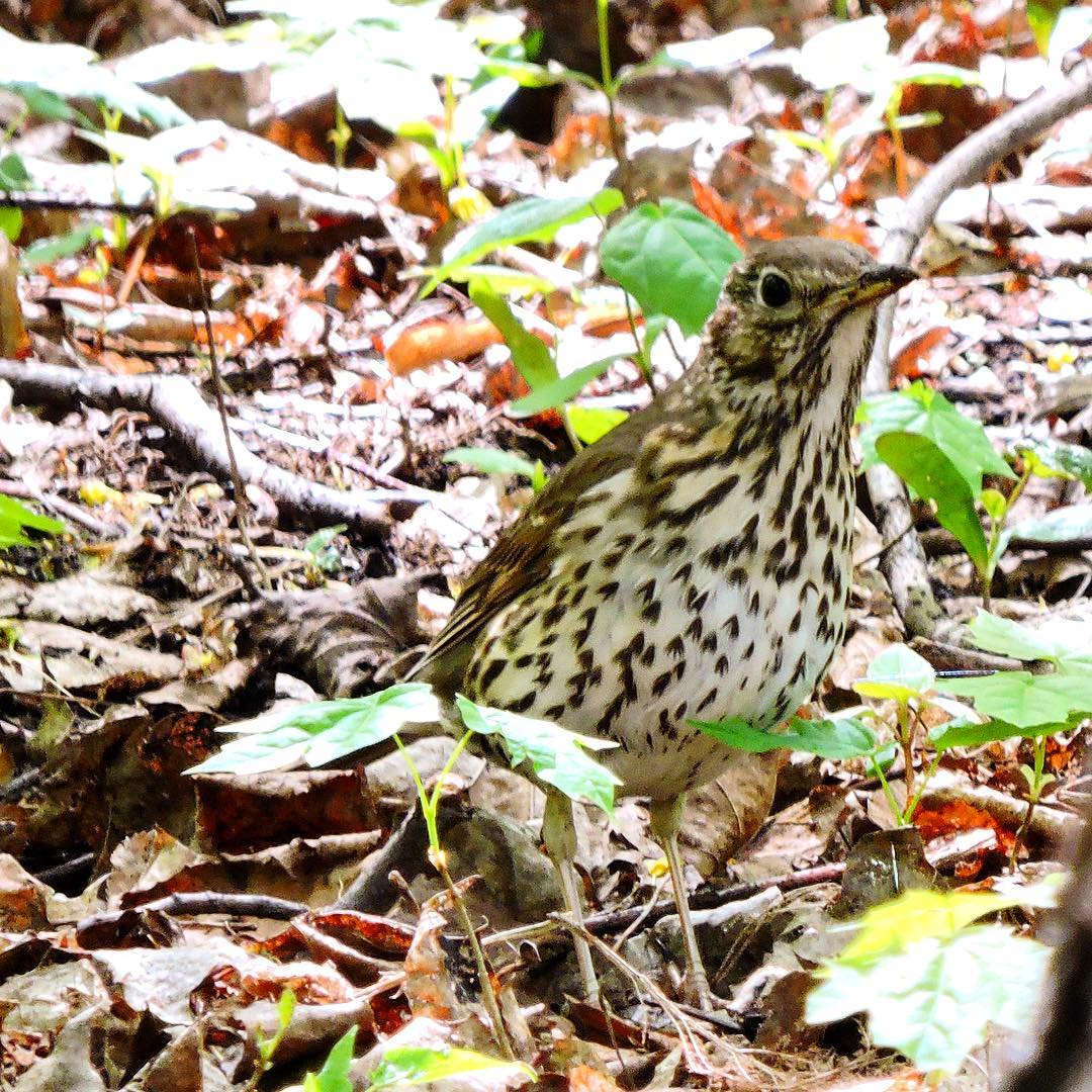 Song Thrush 4