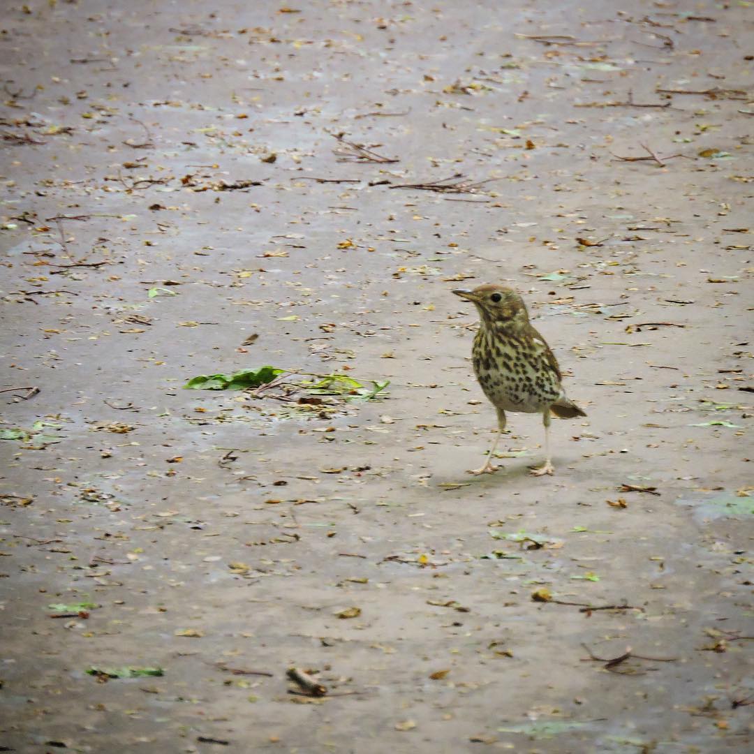 Song thrush