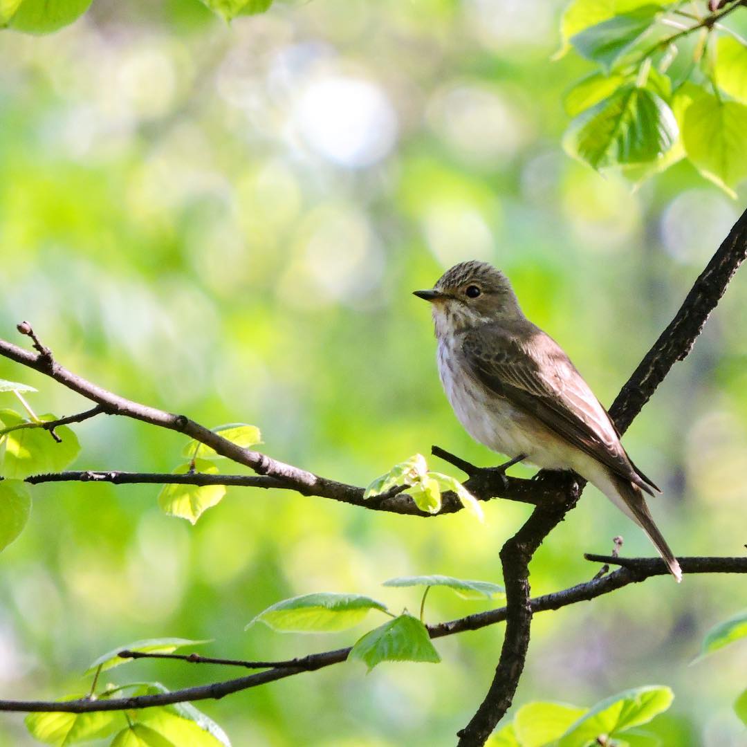 Spotted Flycatcher 2