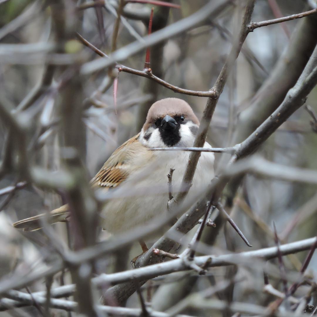 Tree Sparrow 10