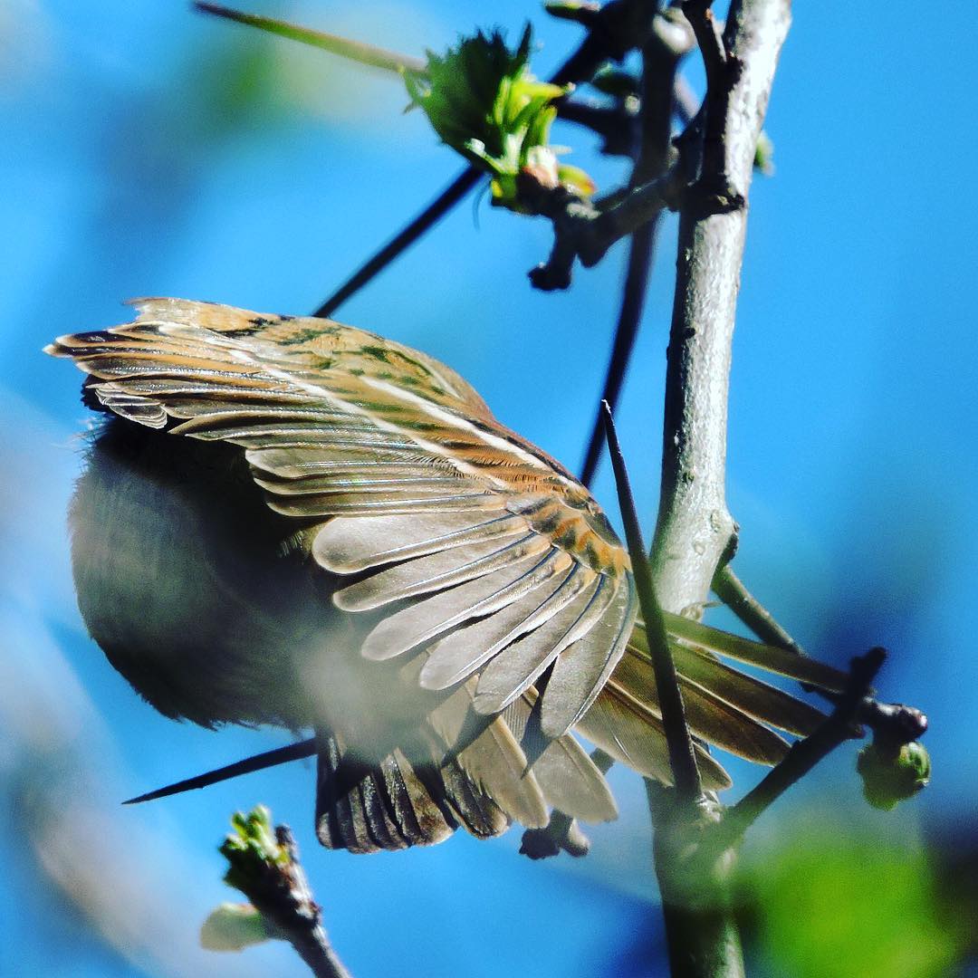 Tree Sparrow 11