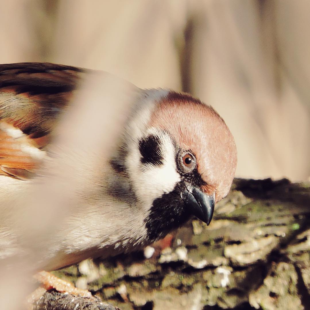 Tree Sparrow 9