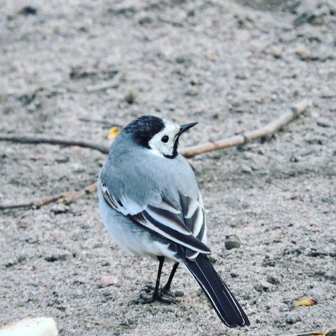 White Wagtail 10