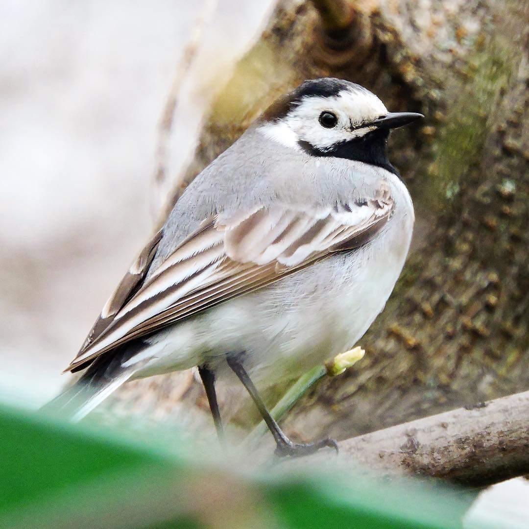 White Wagtail 9