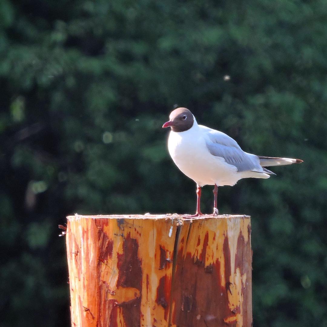 Black Headed Gull 12