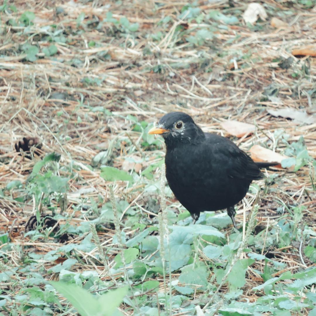 Blackbird 2