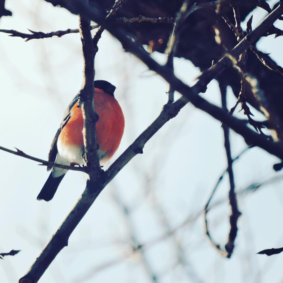 Bullfinch 1