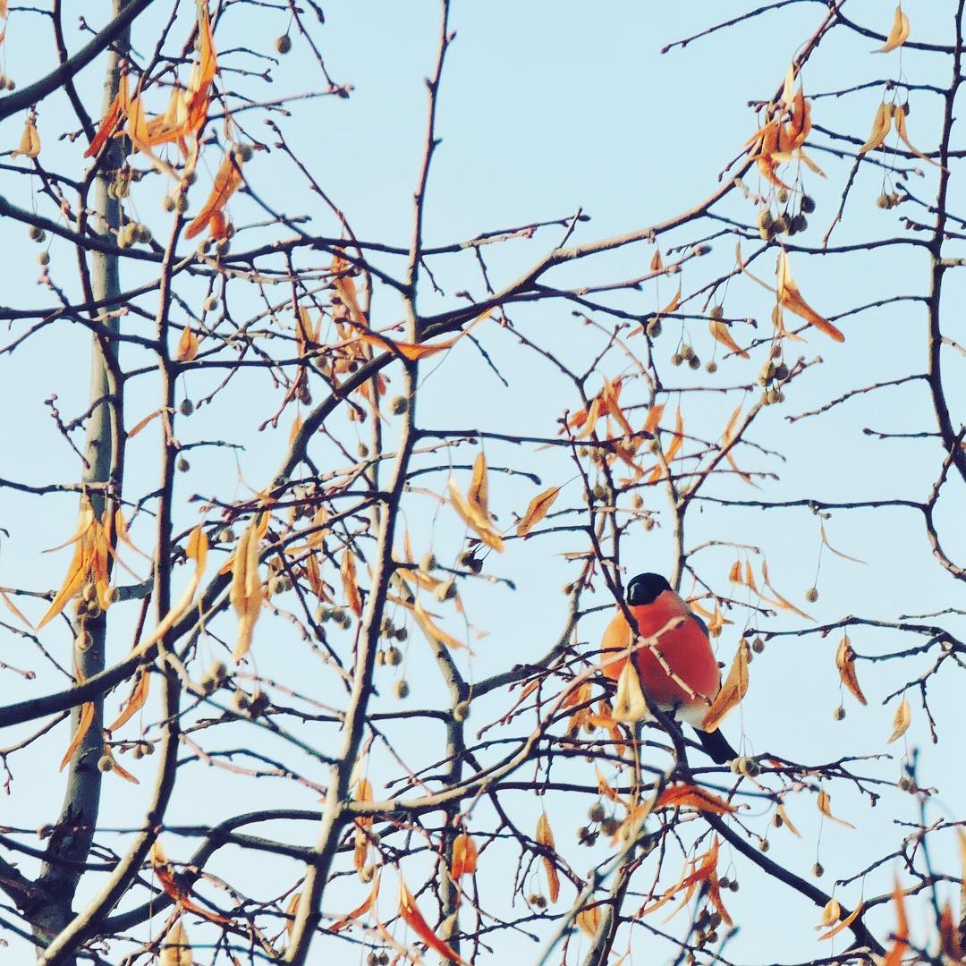 Bullfinch